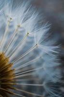 macro del seme del fiore del dente di leone in primavera foto