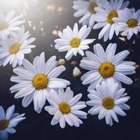 romantici fiori di margherita bianca nel giardino in primavera foto