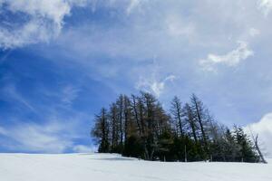 gruppo di alberi nel un' nevoso paesaggio con blu cielo e nuvole foto