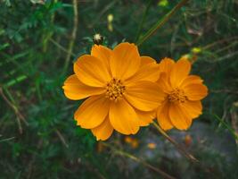 un' avvicinamento di bellissimo arancia zolfo cosmo fiori nel un' giardino sotto il Aperto cielo. foto