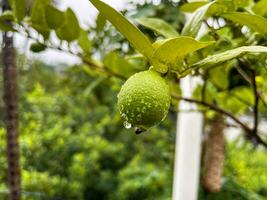 lime albero con verde le foglie. nel generale, Limes siamo il giro, 3-6 centimetri attraverso, e contenere acido succo vescicole. vitamina c è abbondante nel Limes foto