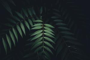 primo piano di foglie verde scuro