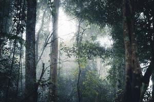 alberi e piante di caffè nella foresta nebbiosa foto