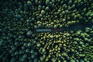 ai generato camion guida nel il foresta foto