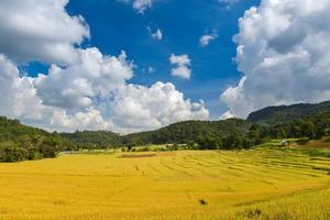 campo di terrazze di riso giallo dorato in vista della montagna. foto
