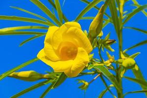 fiore giallo dell'oleandro sull'albero con cielo blu nel messico.