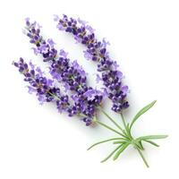 ai generato lavanda fiore isolato foto