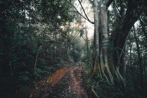 la strada sterrata entra nella foresta pluviale al mattino foto