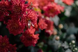 piccoli crisantemi selvatici rossi nel parco foto