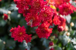 piccoli crisantemi selvatici rossi nel parco foto