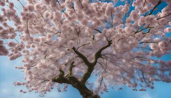 ai generato un' rosa ciliegia albero è mostrato contro un' blu cielo foto