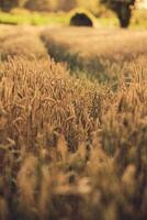 brani nel Grano campo foto