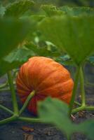 grande zucca in crescita su campo foto