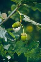 verde ghiande sospeso nel quercia albero foto