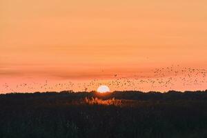 uccelli nel il tramonto nel settentrionale Germania foto