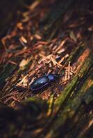 carabo problematico nel il foresta foto