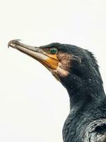testa di cormorano contro bianca sfondo foto