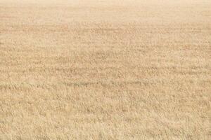 grande campo pieno con papaveri foto