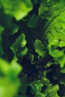 fresco verde insalata avvicinamento sfondo foto