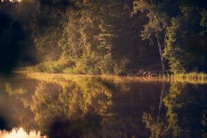 sponde del lago nel il boschi nel caldo d'oro mattina leggero foto