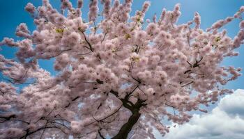 ai generato un' rosa ciliegia albero con bianca fiori foto