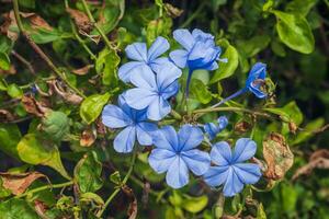 vicino su di un' fioritura capo leadwort fiori piombaggine auriculata lam su sfocato naturale verde sfondo foto