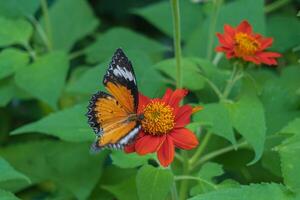 un' vicino su di danaus genuina farfalla su rosso fiore con sfocato verde naturale sfondo foto