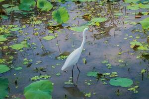 grande Airone uccello guardare per cibo su loto stagno a vachirabenjatas parco, marcire fai parco, suan marcire fai bangkok, Tailandia foto