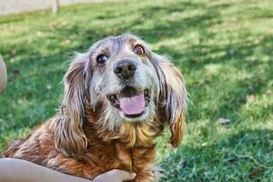 americano cocker spaniel godendo un' senza fretta camminare nel un' verde parco con il suo proprietario foto