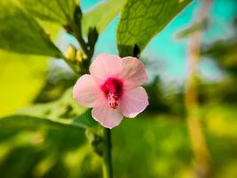 bellissimo fioritura fiore foto