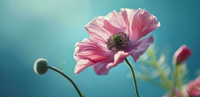 ai generato un' rosa fiore su un' blu sfondo foto