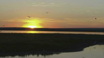 gabbiani uccello volare sopra il fiume a tramonto volta. uccelli volare a tramonto. tramonto su il fiume, aereo foto