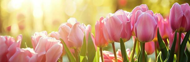 ai generato rosa tulipani con caldo luce del sole a Alba sfondi sfondo design foto