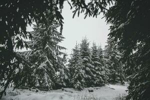 panorama di il villaggio nel il inverno montagne coperto con neve. inverno paesaggio. il concetto di la libertà e solitudine. foto