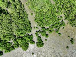 verde mangrovia foresta con mattina luce del sole. mangrovia ecosistema. naturale carbonio lavelli. mangrovie catturare co2 a partire dal il atmosfera. blu carbonio ecosistemi. mangrovie assorbire carbonio biossido emissioni. foto