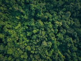 aereo superiore Visualizza di verde alberi nel foresta. fuco Visualizza di denso verde albero cattura co2. verde albero natura sfondo per carbonio neutralità e netto zero emissioni concetto. sostenibile verde ambiente. foto