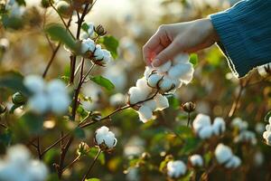 ai generato contadino mano raccolta bianca capsula di cotone. cotone azienda agricola. campo di cotone impianti. sostenibile e eco-friendly pratica su un' cotone azienda agricola. biologico agricoltura. crudo Materiale per tessile industria. foto