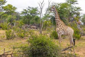 belle maestose giraffe zebre parco nazionale Kruger safari sud africa. foto