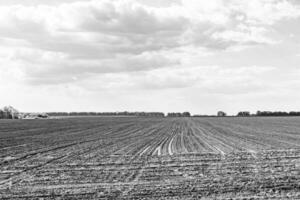 fotografia su tema grande vuoto azienda agricola campo per biologico raccogliere foto