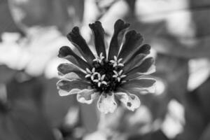 bellissimo selvaggio in crescita fiore zinnia elegans su sfondo prato foto