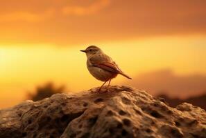 ai generato un' miniatura Marrone uccello si siede su il roccia a tramonto foto