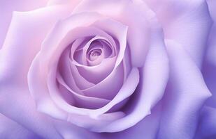 ai generato un' rosa rosa con viola petali foto