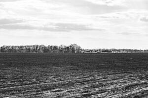 fotografia su tema grande vuoto azienda agricola campo per biologico raccogliere foto