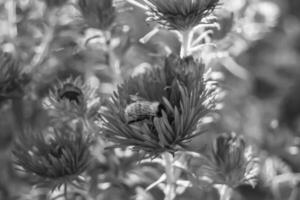 bellissimo selvaggio fiore alato ape su sfondo fogliame prato foto