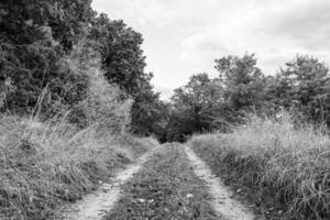 fotografia su tema bellissimo sentiero nel selvaggio fogliame bosco foto