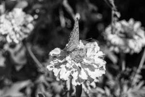 bellissimo fiore farfalla monarca su sfondo prato foto