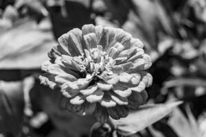 bellissimo selvaggio in crescita fiore zinnia elegans su sfondo prato foto