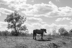 bellissimo stallone selvaggio cavallo marrone sul prato fiorito estivo foto