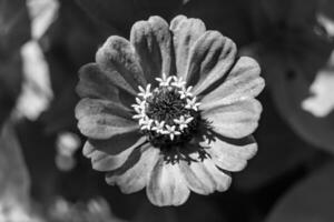 bellissimo selvaggio in crescita fiore zinnia elegans su sfondo prato foto