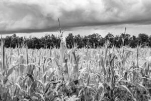 fotografia su tema grande Mais azienda agricola campo per biologico raccogliere foto